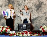 Bedlington Terrier #18 Sat Maj BOB Steele Julianne and Ed Wolkenmuth Agnet Ashlie Whitmore Judge Vicki Abbott