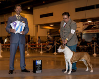 American Staffordshire Terrier #5 Sun BOW Maj Gomez G Garcia Octavio Paul Judge Mr Duff M Harris