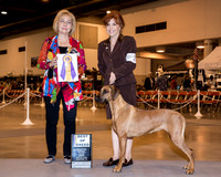 Rhodesian Ridgeback #22 Fri BOB Whitley Pam & Elizabeth Lane & David Hurst Judge Mrs Helen Winski Stein
