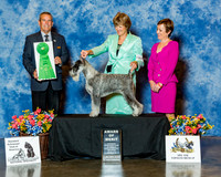 Standard Schnauzer #8 Sat AOM Cuff Cindy G & Sonny Lelle Judge Mr Dana P Cline
