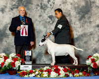 Bull Terrier White #25 Sat BOS Maj Lara Humberto Romero Judge Mr Robert J Shreve