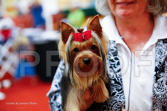 _JJ_7457-YorkieNatJul2016-HR