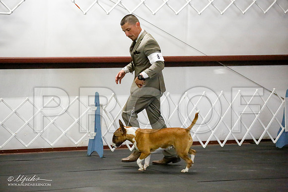 _JJ_0844-BullTerrierAzilApr2016-HR3