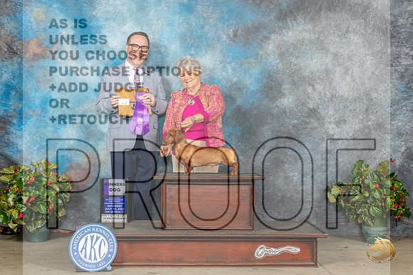 Dachshund Smooth #5 Sat WD Judge Ryan Lee HorathMJP_8992_SA2023_HR3