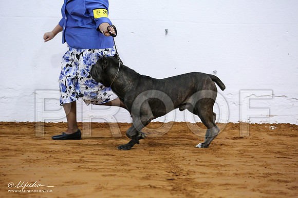 Cane-7055-IABCAFWSPT13-HR