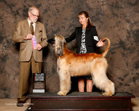 Afghan Hound #14 Sat NC BOS Roby Marion Judge Jeffrey Pepper
