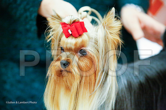 _JJ_8587-YorkieNatJul2016-HR
