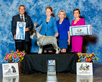 Standard Schnauzer #120 Sat BOW Maj Shank Leann & Judy Marchant & Elizabeth Holle Judge Mr Dana P Cline