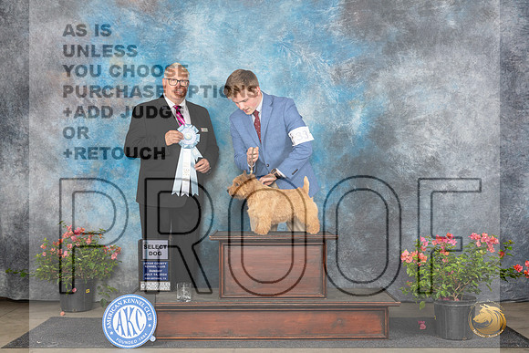 Norwich Terrier #33 Sun SD Judge John F Booth__JP_5862_San Antonio_2024_HR3