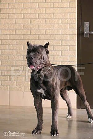 Cane-8555-IABCAFWSPT13-HR