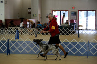 German Shorthair Pointer Show 1 Sat Hutto Sept 2013