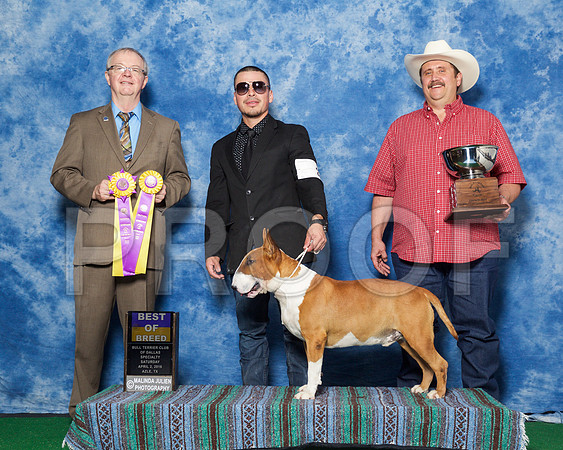 _R1_9387-BullTerrierAzleApr2016-HR3
