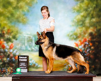 German Shepherd Dog Sun G2 Stevie Launder