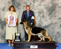 German Shepherd Dog #6 Wed BOB Roberts Kathryn Judge Danelle Brown