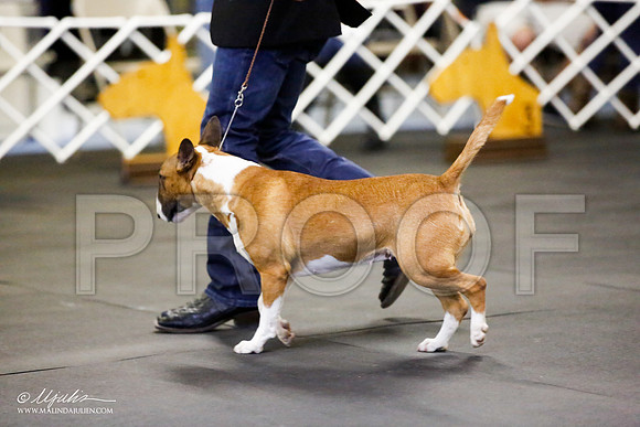 _JJ_2224-BullTerrierAzilApr2016-HR3