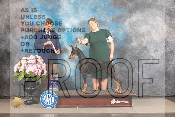 Doberman Pinscher #36 FRI BOW BOS Major Judge Richard Powell_MJ_5602_Houston_2022_HR3