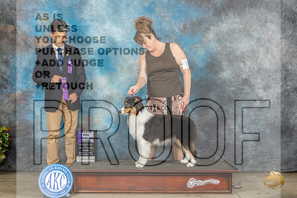 Australian Shepherd #10 Fri WBm Judge Dr Antonio MolinaMJP_7724_SA2023_HR3