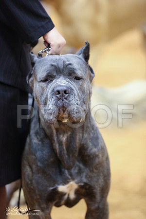 Cane-5258-IABCAFWSPT13-HR
