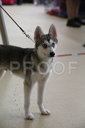 PupBISSn1-2791-HR