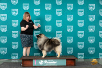 Keeshond Miles