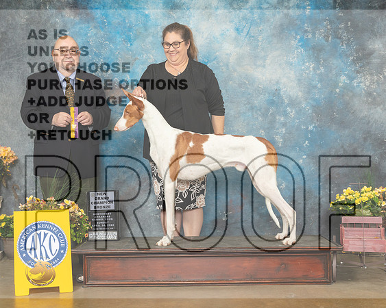 Ibizan Hound #9 Sun BOB Judge Ray Filburn-MMJ_1209-NWARK2022-HR3