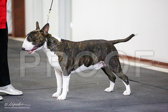 _JJ_4107-BullTerrierAzilApr2016-HR3