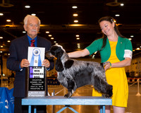 English Cocker Spaniel #25 Thrs WD Maj Moon Sarah Emmalee Judge Mr Norman L Patton