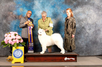 Samoyed #10 THUR BISS Judge Luis Sosa