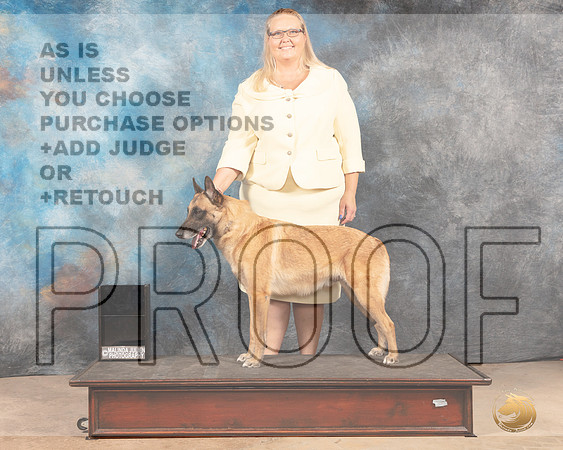 Belgian Malinois Custom-MMJ_3063-Addison2022-HR3