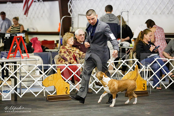 _JJ_4008-BullTerrierAzilApr2016-HR3
