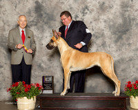 Great Dane #8 Sun BOB Leach Derek and Nicole Judge Roger Hartinger