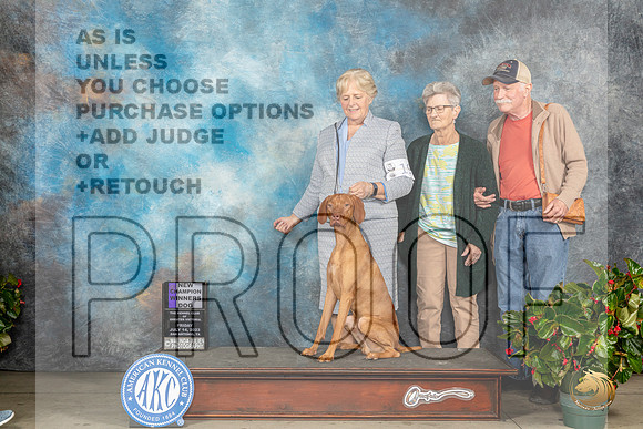Vizsla #17 Fri WDCH Judge Grace FritzMJP_8002_SA2023_HR3