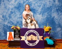 Shih Tzu #7 Sat Best in Sweeps Krueger Paula Judge Ms Erika K Moureau