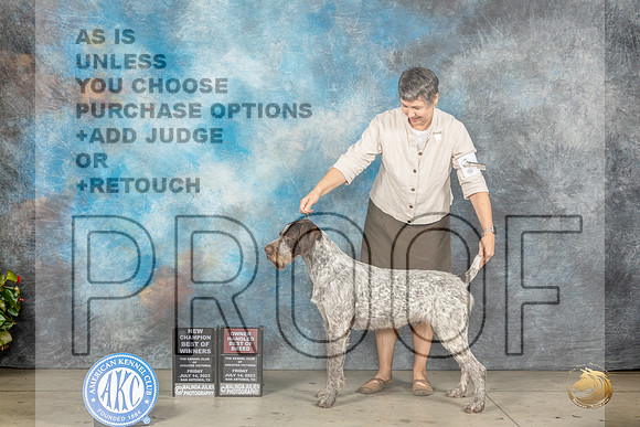 German Wirehaired Pointer #5 Fri BOBBOWOHBOBCH Judge Lee WhittierMJP_7710_SA2023_HR3
