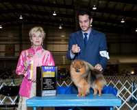Pomeranian #10 Sun BOB Sesneros Dr Geno and Fredrik Nilsson Judge Jacqueline Stacy