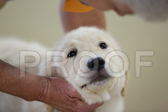 BISpup-4119-HR300