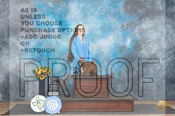 Shih Tzu #12 Fri PG2 Judge Janet Parcel__JP_9345_Abilene_2024_HR3