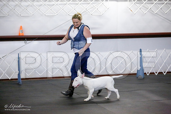 _JJ_2310-BullTerrierAzilApr2016-HR3