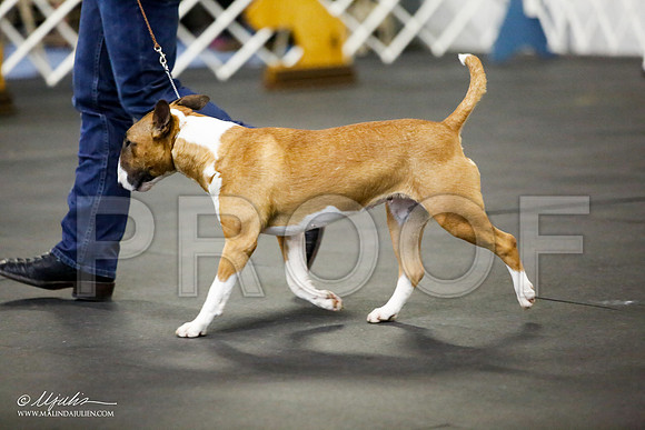 _JJ_2941-BullTerrierAzilApr2016-HR3