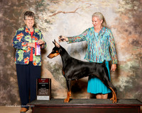 Doberman Pinscher #8 Sun BOS Stubbs Luci and Larry Witt and tina Marshall Judge Doris Cozart