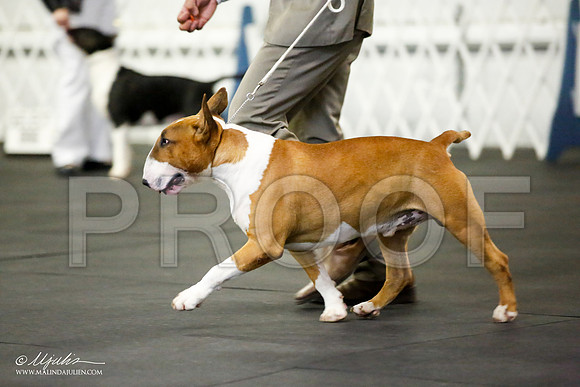 _JJ_1083-BullTerrierAzilApr2016-HR3