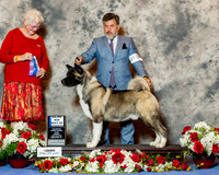 Akita #15 Sun BOW Maj Lopez Isaac Morales Judge Mrs Joan M Zielinski