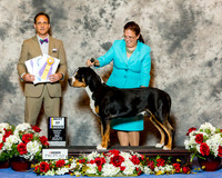 Greater Swiss Mountain Dog #5 Fri BOB Wallace Anna and Kari Smith Agent Kari Smith Judge David Haddock