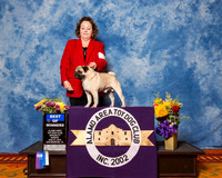 Pugs #7 Sun BOW Larue James & Nita Judge Dr Roger S Pritchard