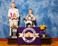Toy Fox Terrier #5 OH Sat BoB Lew Olson Judge Mrs Sharon Newcomb