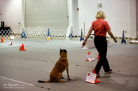 Belgian Malinoi #R27 Sat Exc B Tracie Kolnsberg