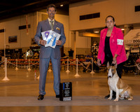 Bull Terrrier Colored #27 Sun BOW Maj Arnoldo Salazar Salas A Judge Mr Duff M Harris
