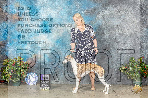 Whippet #7 Sat WDMCH Judge Helene NietschMJP_8662_SA2023_HR3