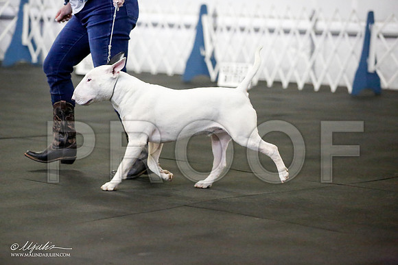 _JJ_2377-BullTerrierAzilApr2016-HR3