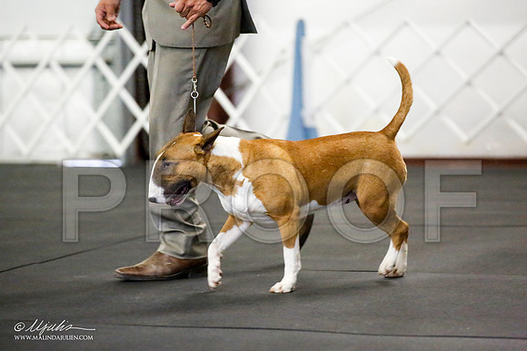 _JJ_0861-BullTerrierAzilApr2016-HR3